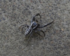Salticinae