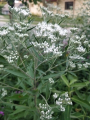 Eupatorium altissimum
