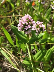 Plectritis congesta