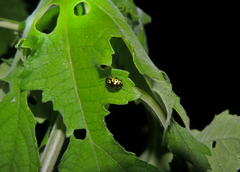 Zygogramma signatipennis