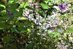 Vernonia blodgettii