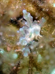 Eubranchus rupium