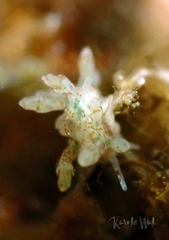 Eubranchus rupium