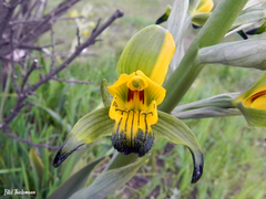 Chloraea disoides