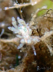 Eubranchus rupium