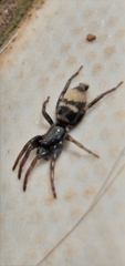 Latonigena