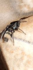 Latonigena