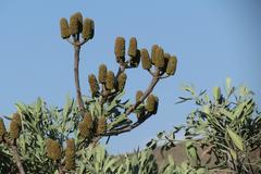 Cussonia gamtoosensis