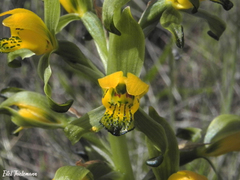 Chloraea disoides