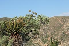 Cussonia gamtoosensis