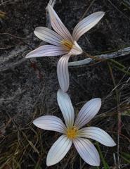 Romulea flava