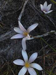 Romulea flava