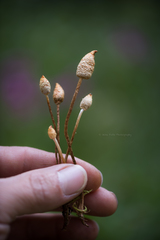 Leratiomyces cucullatus