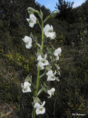 Chloraea galeata