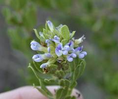 Psoralea polysticta