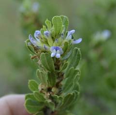 Psoralea polysticta