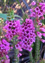 Erica abietina constantiana