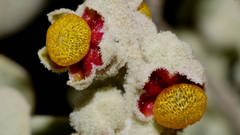 Chenopodium curvispicatum