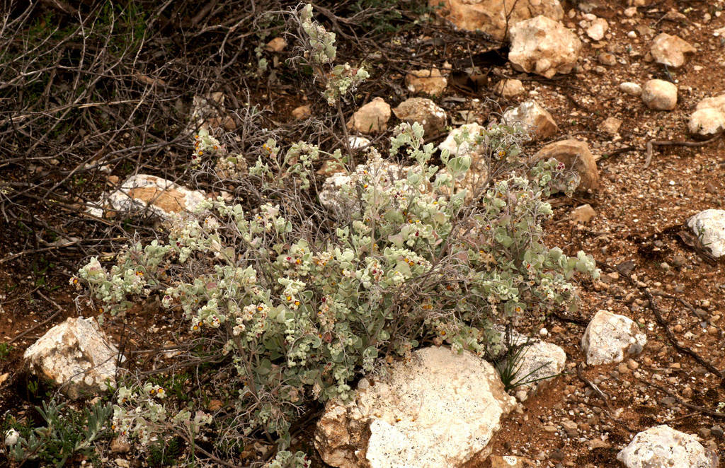 Chenopodium curvispicatum, Swan Reach Conservation Park, SA, AU, by ellurasanctuary