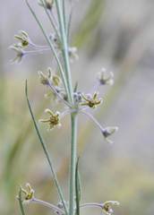 Aspidoglossum interruptum