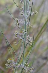 Aspidoglossum interruptum