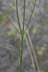 Aspidoglossum interruptum