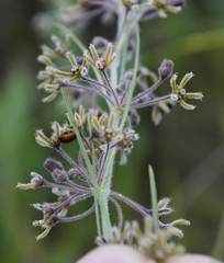 Aspidoglossum interruptum