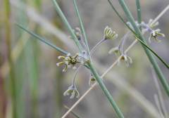 Aspidoglossum interruptum