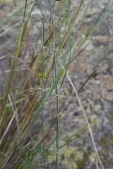 Aspidoglossum interruptum