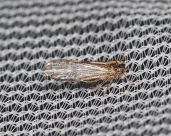 Muellerianella laminalis