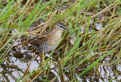 Hapalocrex flaviventer