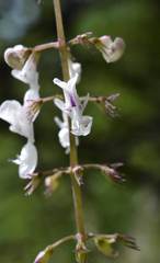 Plectranthus grallatus
