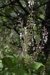 Plectranthus grallatus