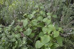 Plectranthus grallatus
