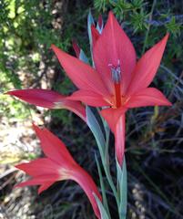 Gladiolus priorii