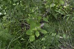 Plectranthus grallatus