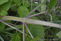 Plectranthus grallatus
