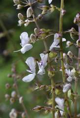 Plectranthus grallatus