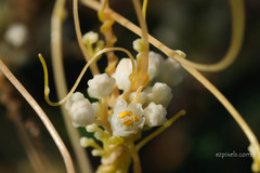 Cuscuta indecora