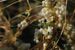 Cuscuta indecora