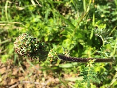 Acaena pinnatifida californica