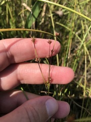 Cladium mariscoides