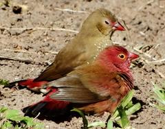 Lagonosticta senegala rendalli