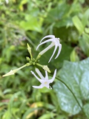 Angiospermae