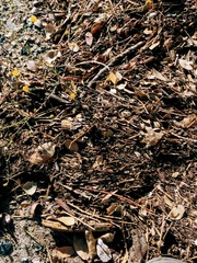 Lessingia glandulifera