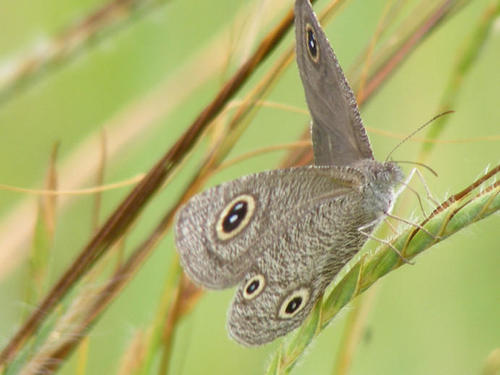 Condamin’s Ringlet