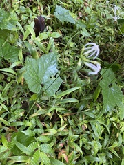 Angiospermae