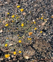 Lessingia glandulifera