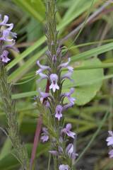 Striga bilabiata bilabiata