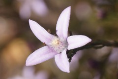 Philotheca reichenbachii